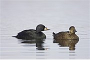 Common Scoter - Melanitta nigra - adult male and female in breeding plumage resting on water. Iceland. May 2006.